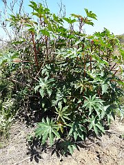 ricinus communis